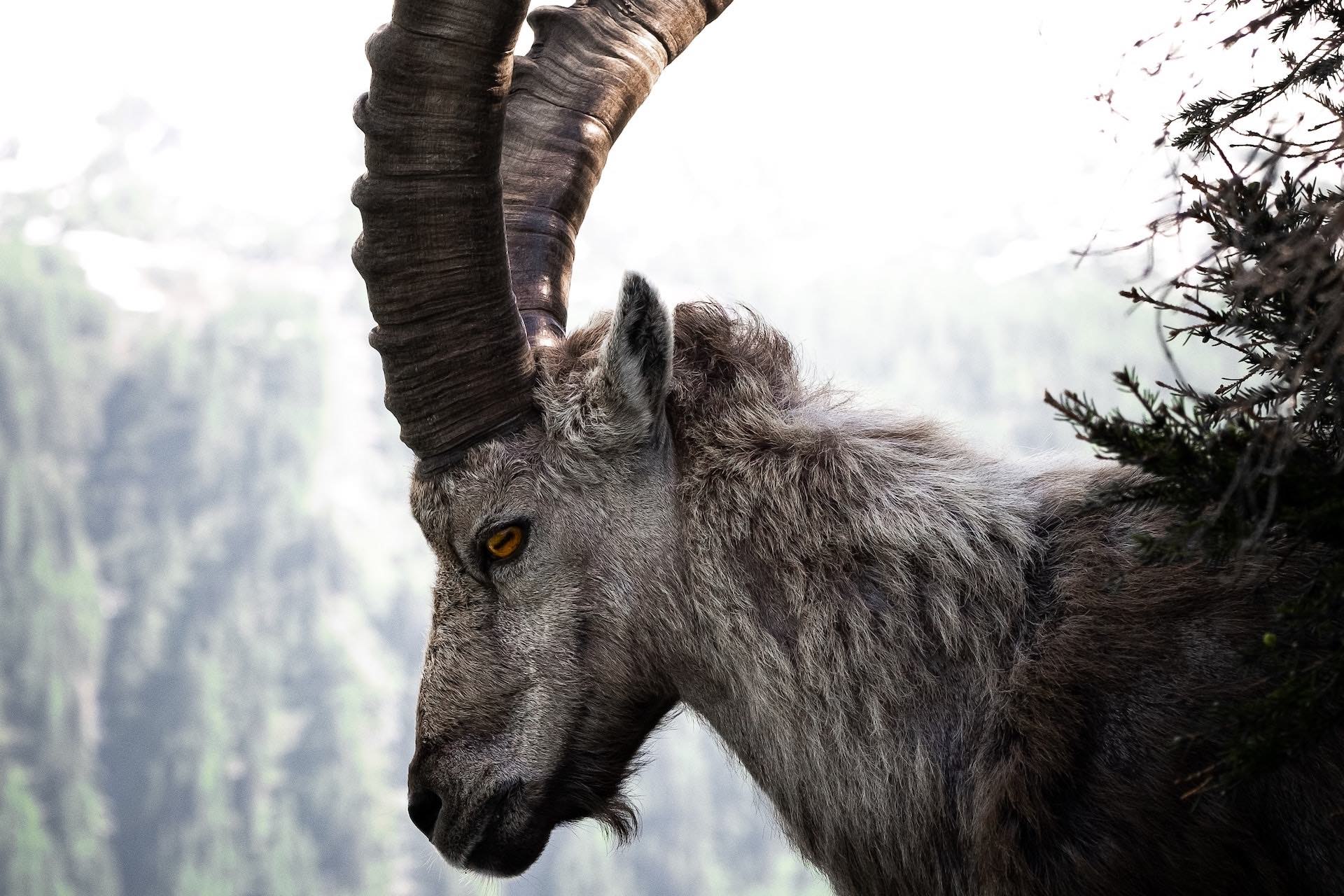 meaning-of-the-GOAT